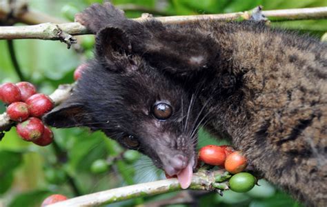 Civet 'cat' dung fuels Indonesia's luxury coffee - Offbeat - Crazy ...