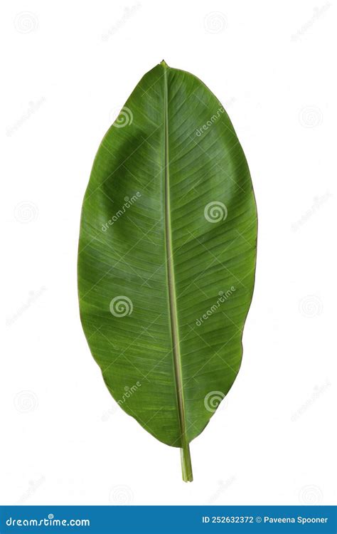 Banana Leaf on White Background Stock Photo - Image of summer, herb: 252632372