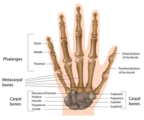 Understanding and Managing Crossfit Wrist Pain - Sport Doctor London