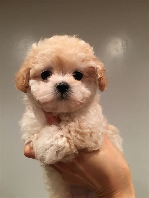 Teacup maltipoo puppy for sale! California Princess | iHeartTeacups