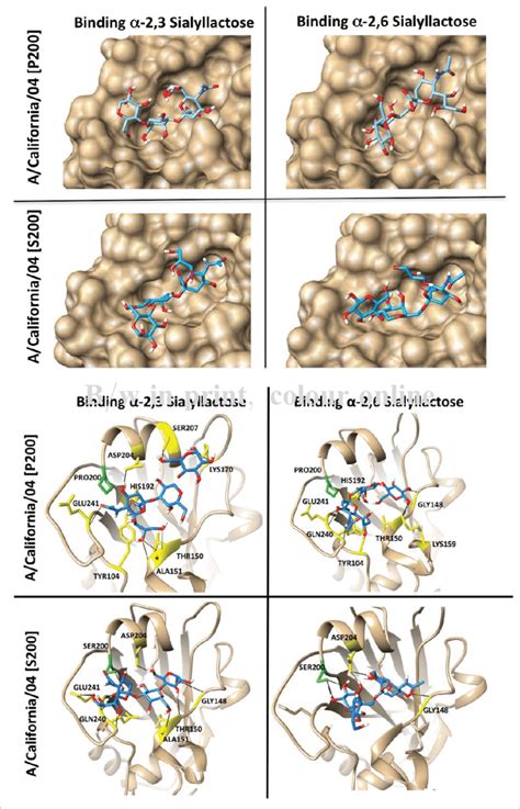 Predicted receptor binding of A/California/04/2009 P 200 or S 200. Top ...