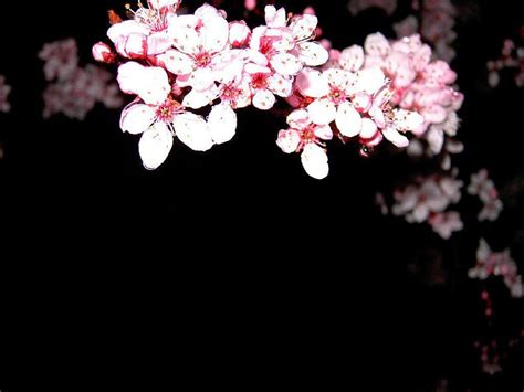 Japanese Cherry Blossom Black Background – Zerkalovulcan