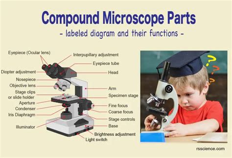 Different types of Microscopes – light microscope, electron microscope, scanning probe ...