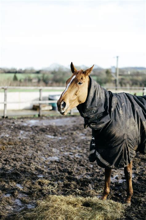 How to Clean and Waterproof Horse Blankets