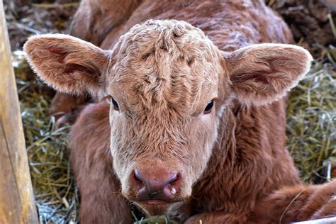 Young Charolais Calf Photograph by Riley Bradford - Fine Art America