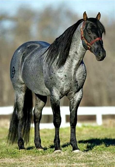 Blue Roan AQHA stallion, Muchaman. He is a stunning, beautiful hunk, but this is the maximum ...