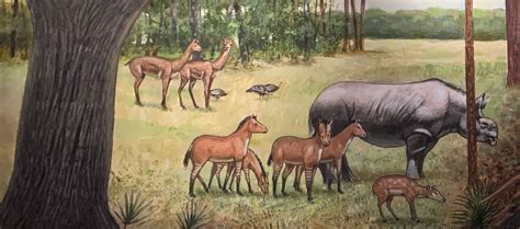 The Miocene Epoch – Fossil Horses