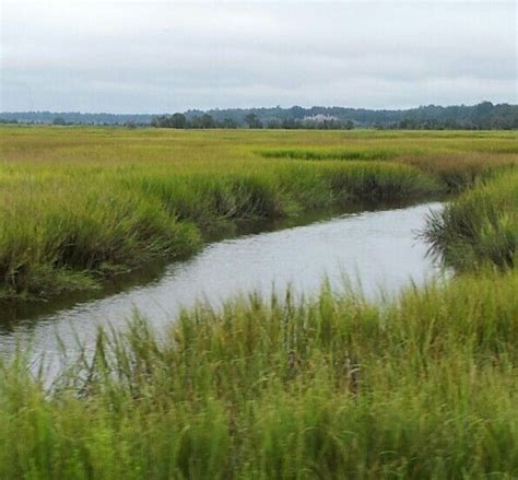 Tidal marsh in summer. Low Country, Tidal, Seascape, Landscapes, Mountains, Natural Landmarks ...