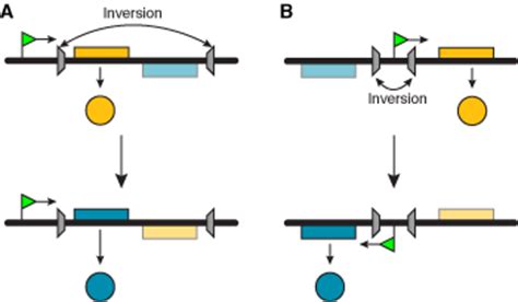 Mechanisms of antigenic variation