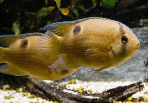 8 Peaceful Cichlids - Non-aggressive choices for a community tank