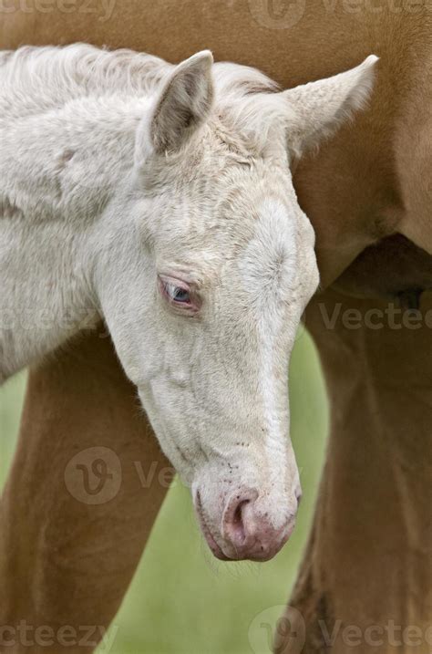 Horse and colt 6479596 Stock Photo at Vecteezy