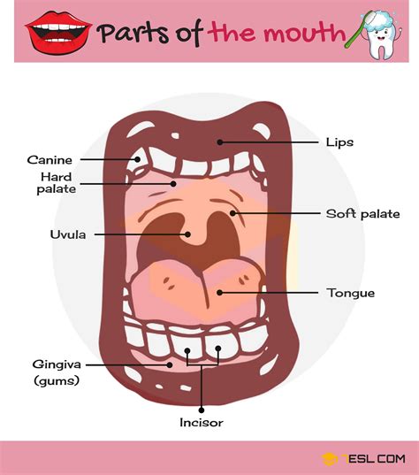 Parts of the Mouth Vocabulary with Pictures • 7ESL