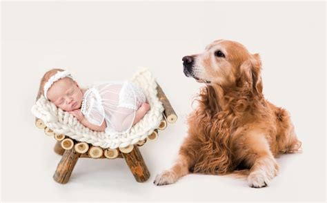 Premium Photo | Beautiful newborn sleeping on wooden pedestal with her dog