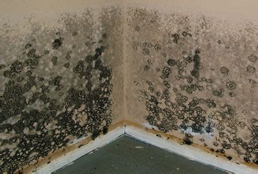 Black Mold Removal and Cleanup - Remediation or DIY?