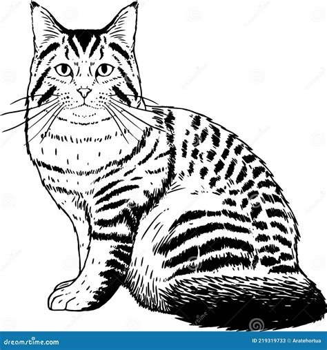 Isolated Illustration of a Realistic Cat Stock Vector - Illustration of ...