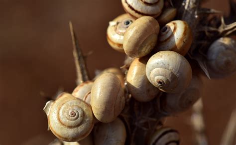 Snail Shells Group Collection - Free photo on Pixabay