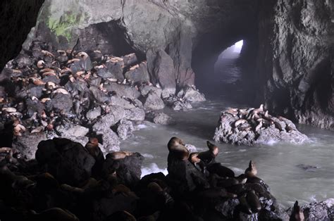 Sea Lion Caves, Oregon Coast | Oregon travel, Oregon coast vacation, Oregon coast