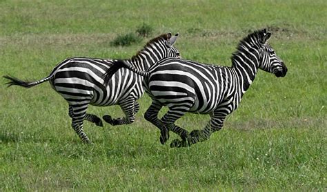 Royalty Free Zebra Running Pictures, Images and Stock Photos - iStock