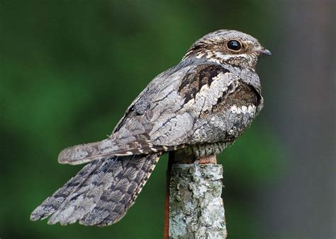 Nightjar | Nocturnal, Migratory, Camouflage | Britannica