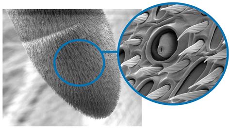 An electron microscope photo of the tip of an insect antenna — Science ...