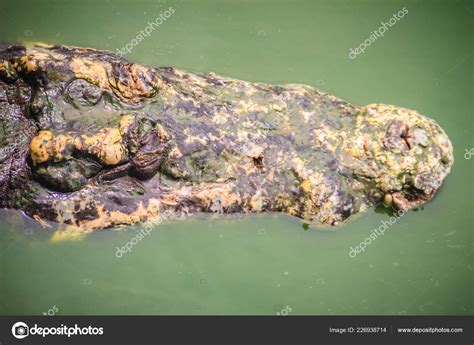 Dreadful Crocodile Emerging Water Attack Prey Big Frightful Crocodile's Head Stock Photo by ...