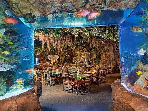 Rainforest Cafe At Disney Springs Marketplace | A Complete Guide | DisneyNews