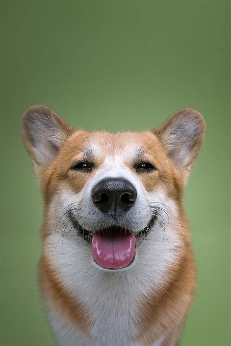 “The Dogs Show”: Photographers Explore The Amazing World Of Dog Breeds – Design You Trust ...