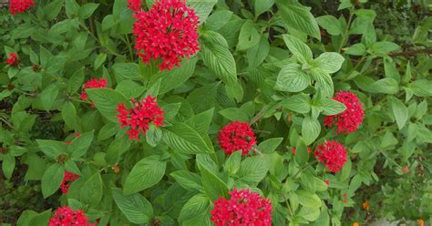 Pentas offer year-round show of color