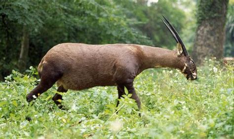 Endangered Earth: Saola