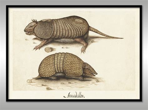 Armadillos C.1550c.1570 Reproduction Art Print FREE - Etsy