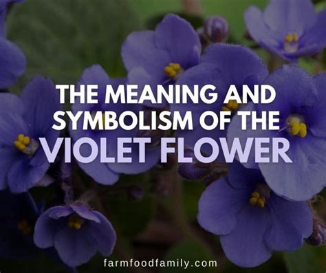 Violet Flower Meaning and Symbolism: The Color of Modesty