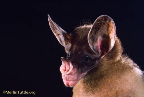 Field Guide to Amazonian Bats - Merlin Tuttle's Bat Conservation