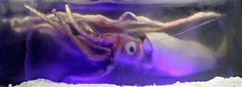 Colossal Squid Eye