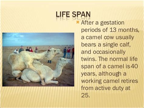 Camel Pregnancy Period - Captions Trendy