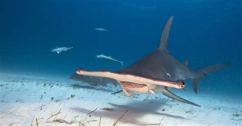 The Top 10 Scariest Sharks - From Giants to Jaws! - A-Z Animals