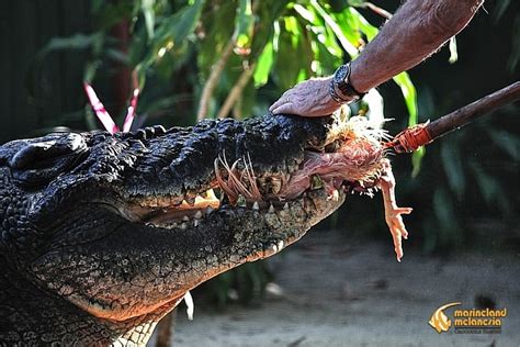 Cassius the crocodile hits the 120-year milestone on his Green Island home - ABC News