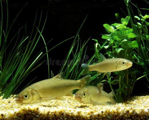 Common dace stock photo. Image of close, background, isolated - 17143086