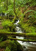 Image libre: ruisseau, mousse, paysage, bois, ruisseau, rivière, nature, eau