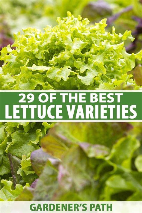 29 of the Best Lettuce Varieties For Your Garden | Gardener's Path | Types of lettuce, Container ...