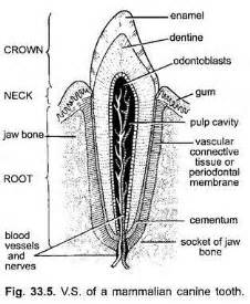 Structure of Teeth (With Diagram) | Mammals | Zoology