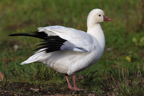 Ross's Goose | Audubon Field Guide