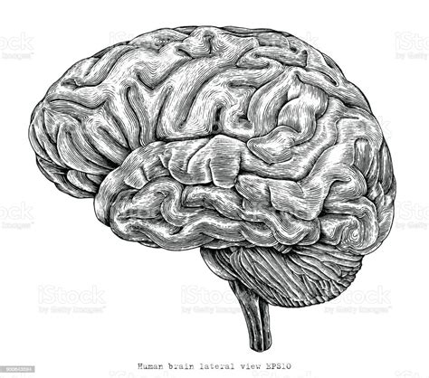 Dessin De Gravure Illustration De Vintage Main Cerveau Humain De Vue Latérale Vecteurs libres de ...