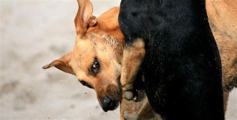 The Facts About Dog Bite Injuries - DC Legal