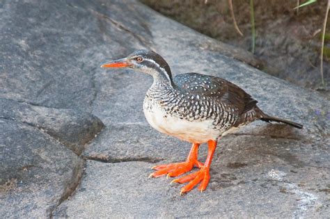 Пин на доске birds