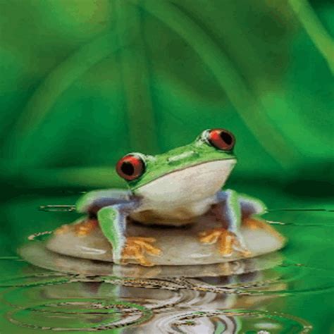 Floating Frog Live Wallpaper - App on Amazon Appstore