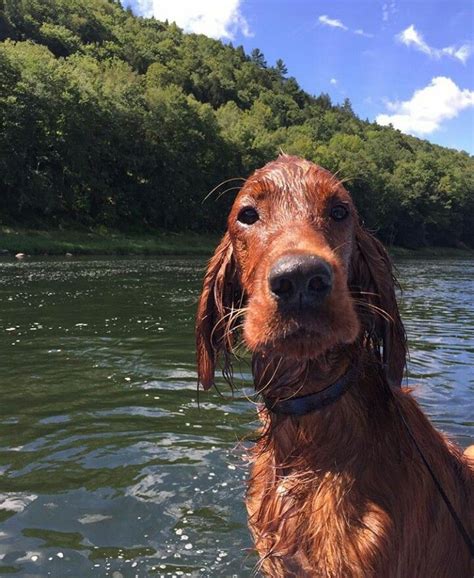 Irish Setter. Tu Setter, mi Setter. Hello? You're not there? | Cute dogs, Dogs, Irish setter