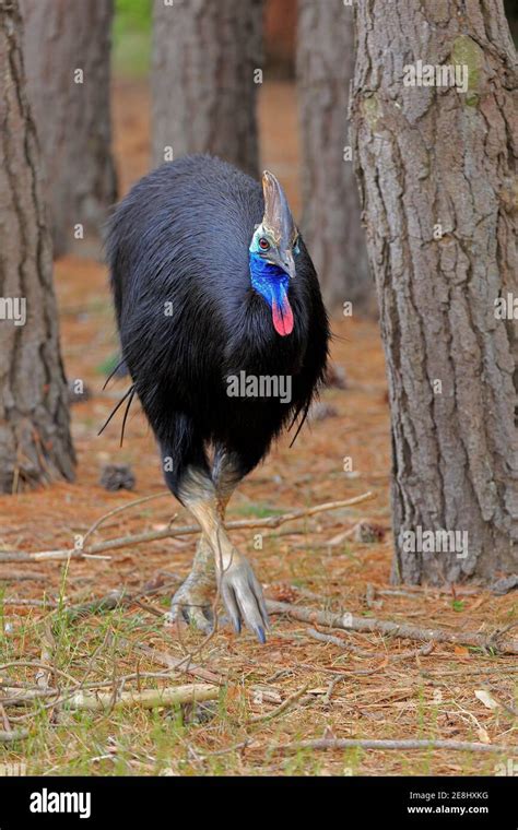 Double-wattled cassowary (Casuarius casuarius), adult, running ...