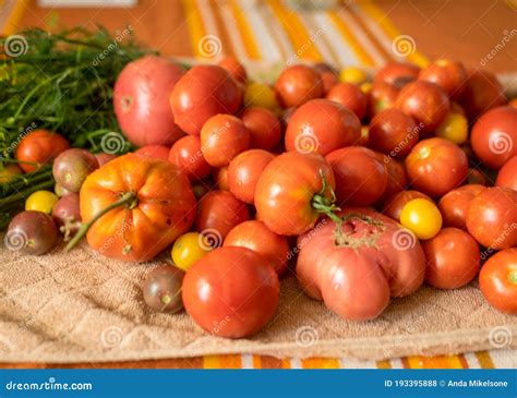 Tomatoes of Different Shapes, Colors and Sizes, Harvest Time Stock ...