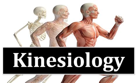 Kinesiology – Catharine Forst e-Portfolio