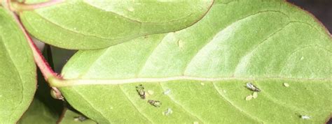 Crape Myrtle Aphids | NC State Extension